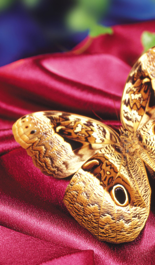 Леопардовая бабочка