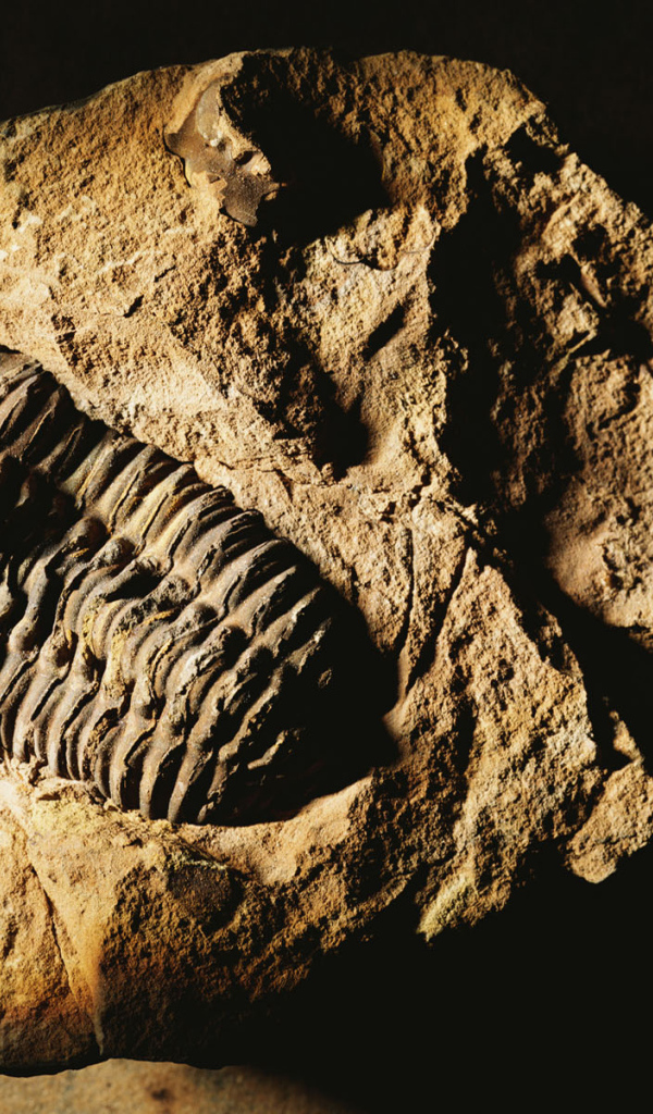 Окаменелость