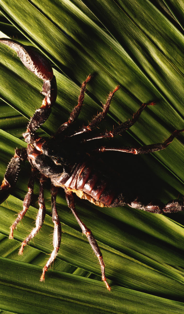 Скорпион в траве