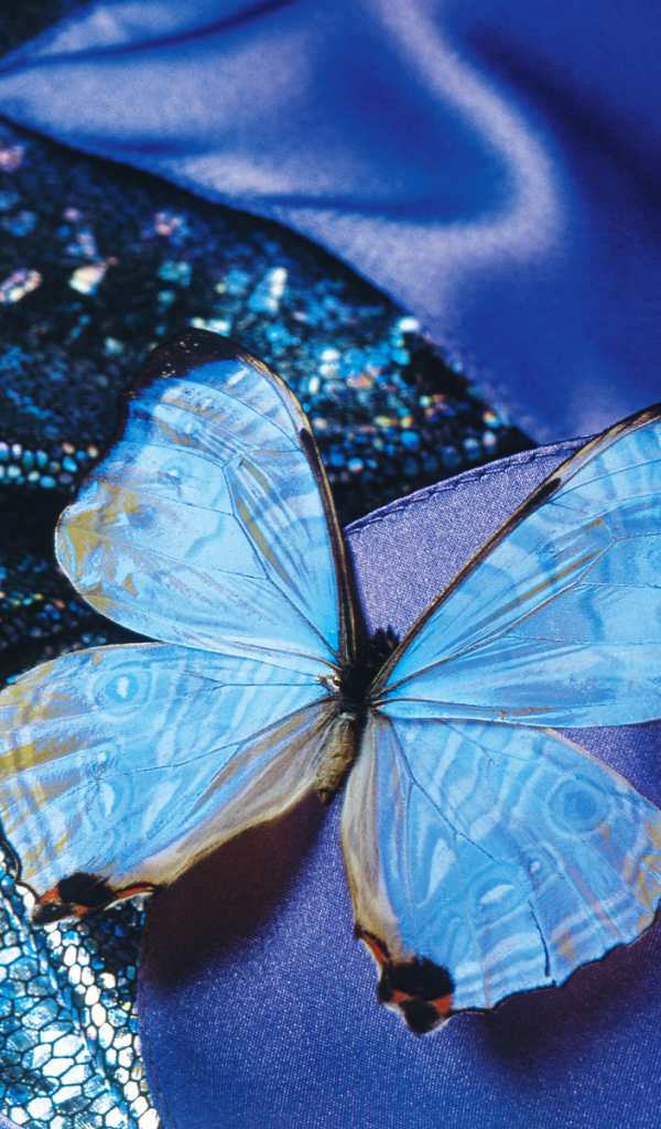 Бархатная бабочка