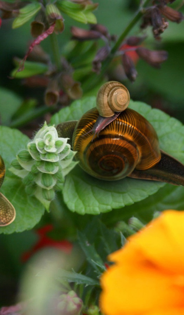 Брачный период улиток