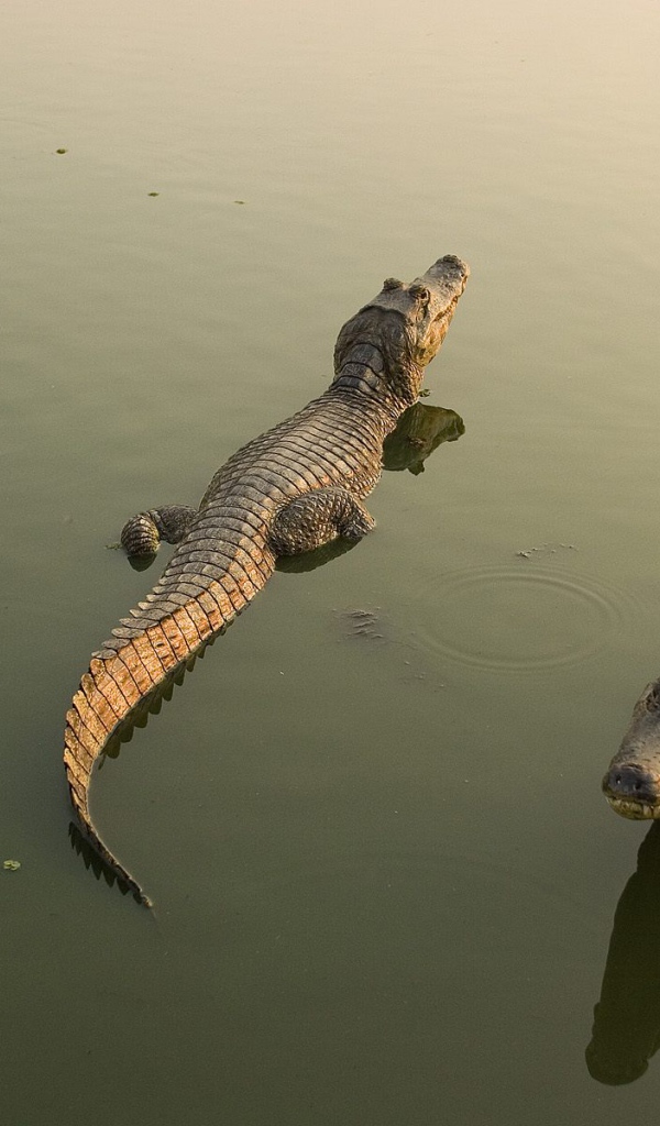 Аллигаторы