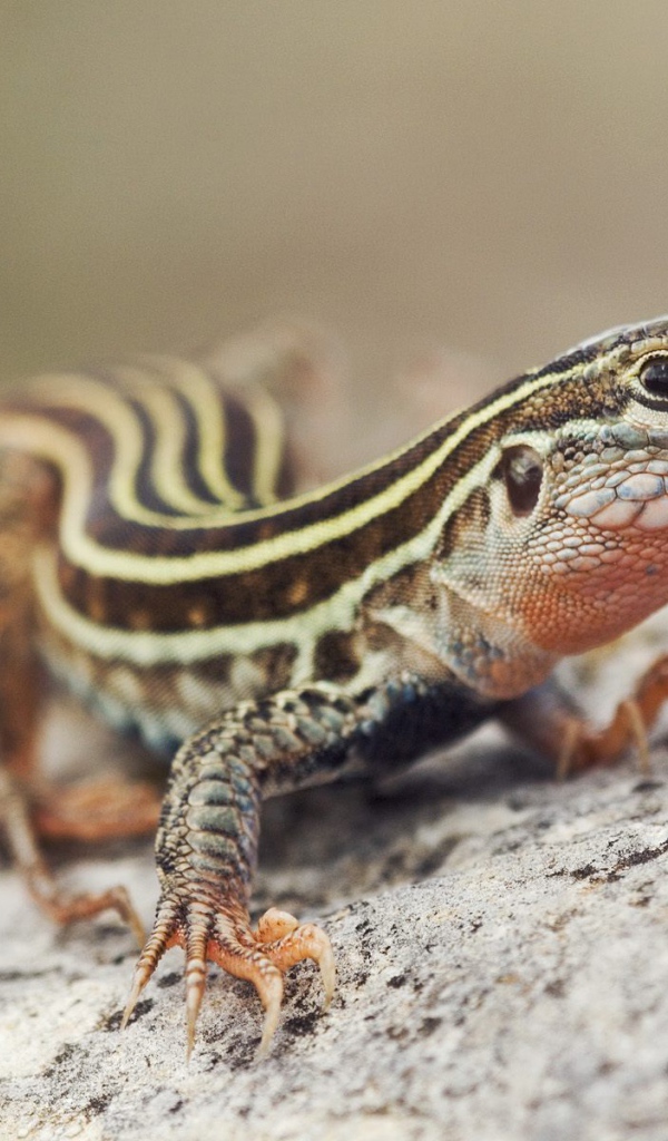 Красивый ящер