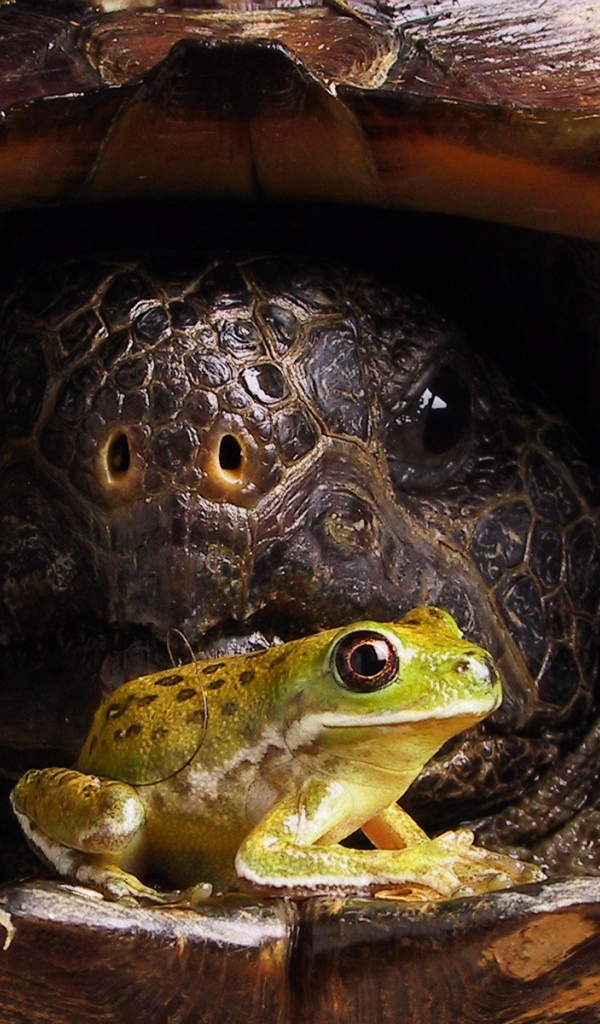 Тортила и лягушка