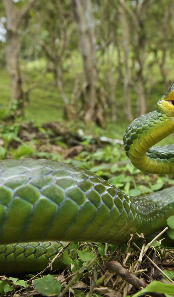 Ядовитая змея