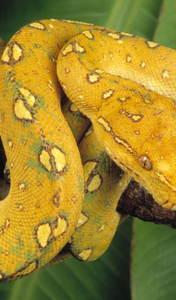 Желтый змей