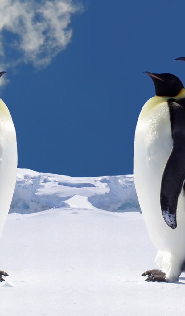 Императорские пингвины