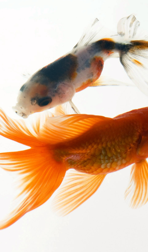 Аквариумные рыбки