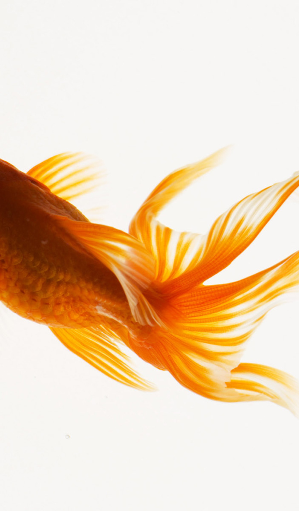 Красивая рыбка