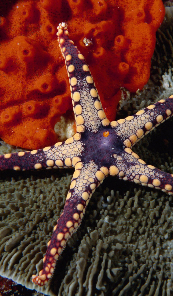 Красивая морская звезда