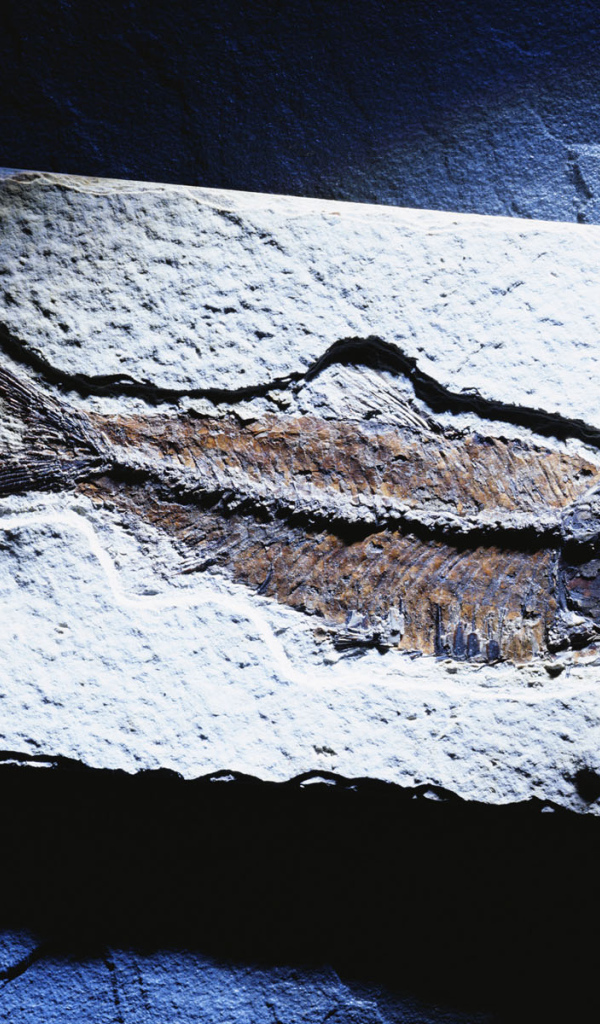 Синяя рыбка