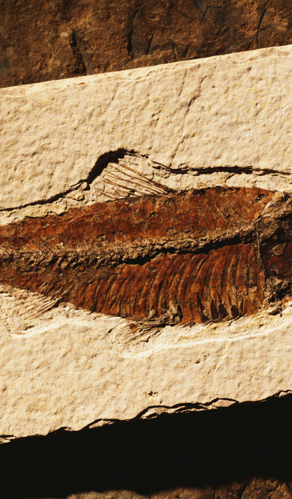 Коричневая рыбка