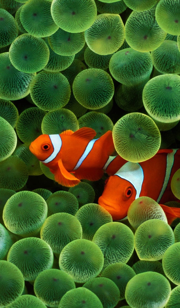 Рыба Клоун Заставка с iPhone