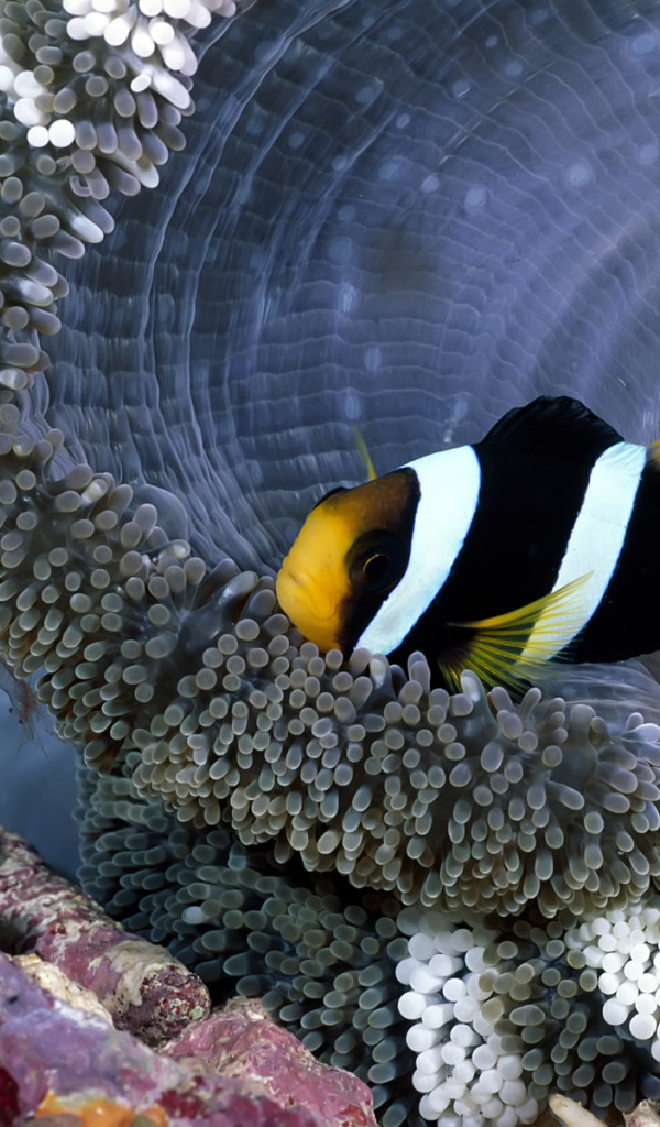 коралловая рыбка