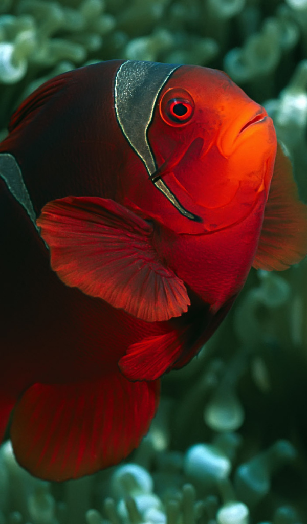 коралловый житель