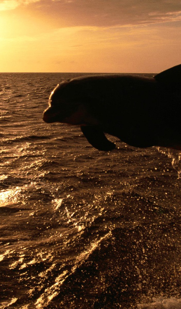 Дельфин на закате