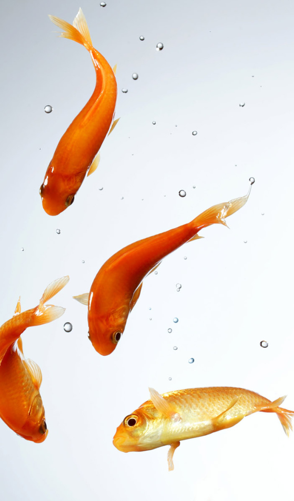 Золотые рыбки