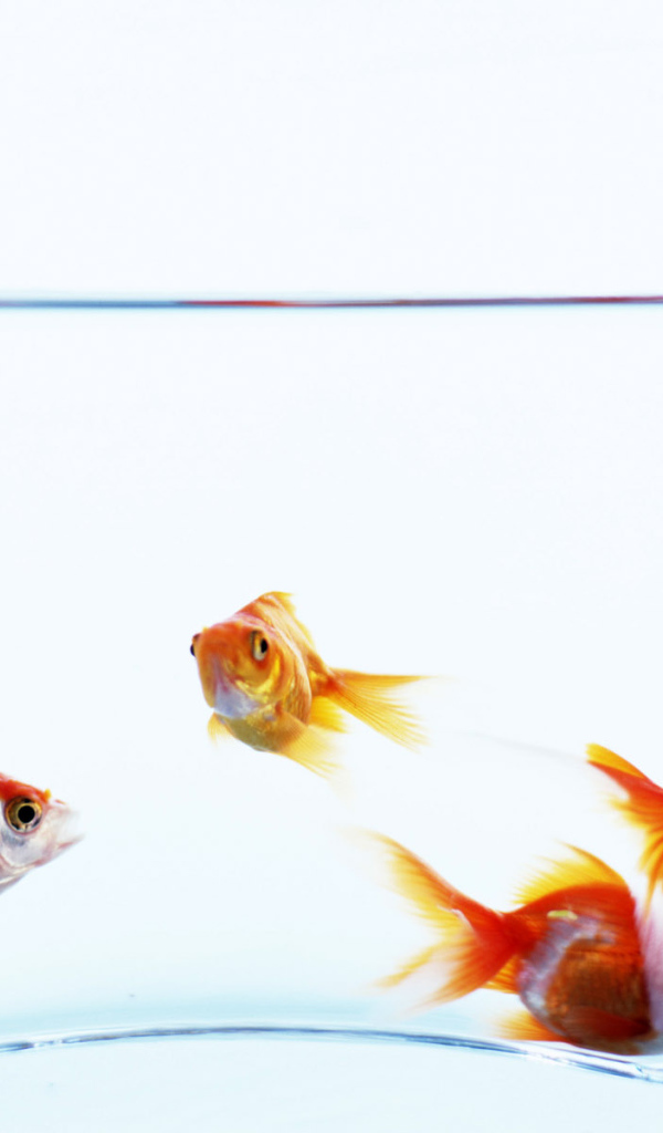 Золотые рыбки в аквариуме