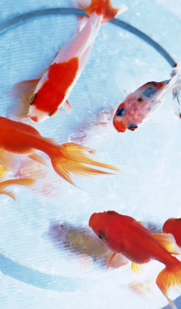 Золотые рыбки на дне аквариума