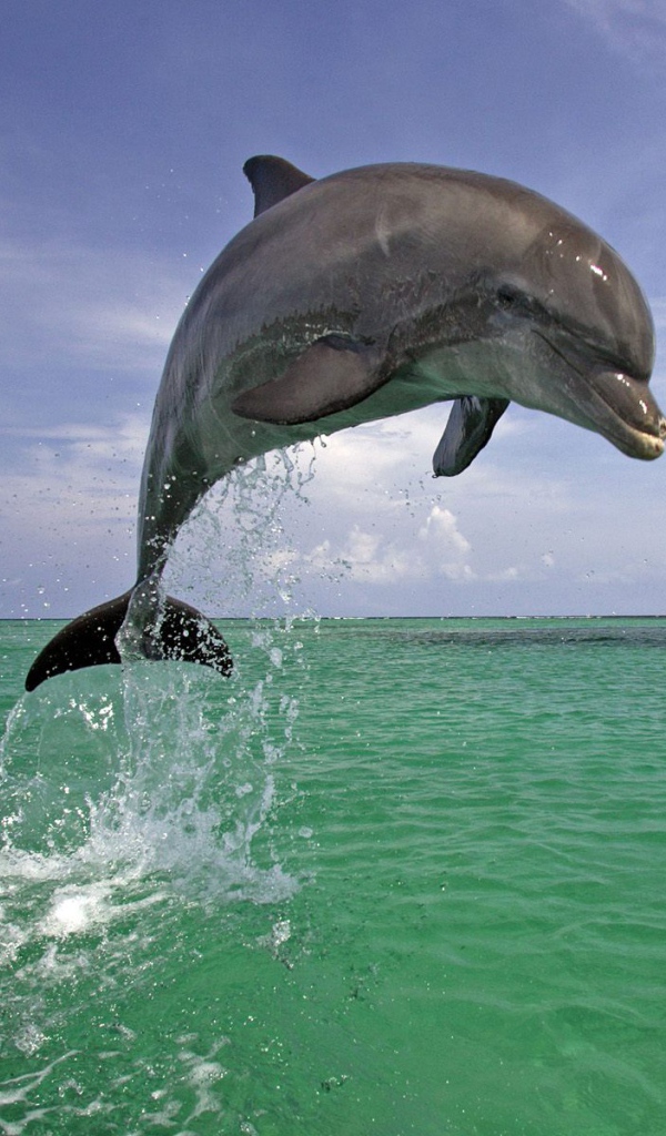 Красавец дельфин