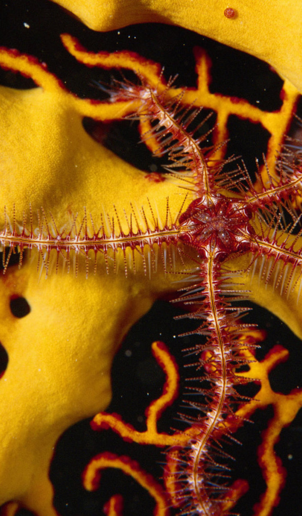 Морской обитатель