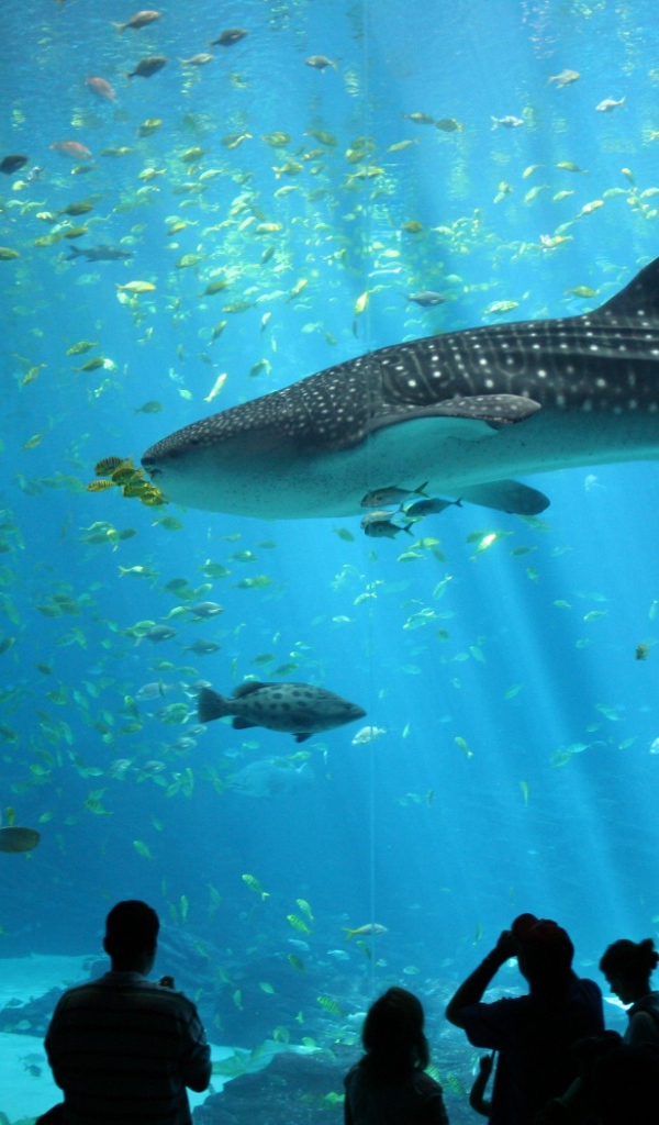 Океанариум