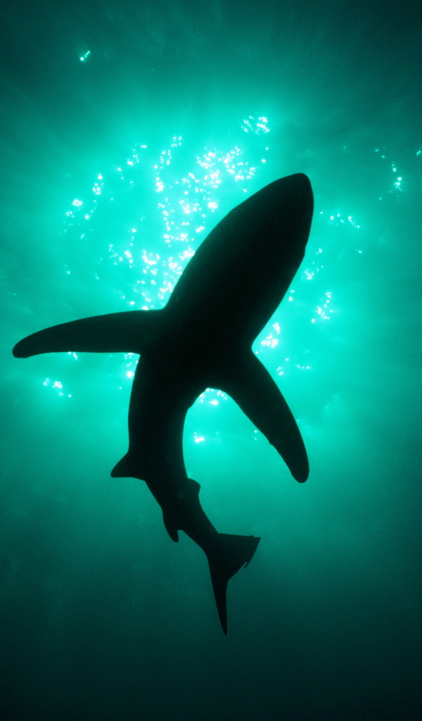 Хищная акула людоед