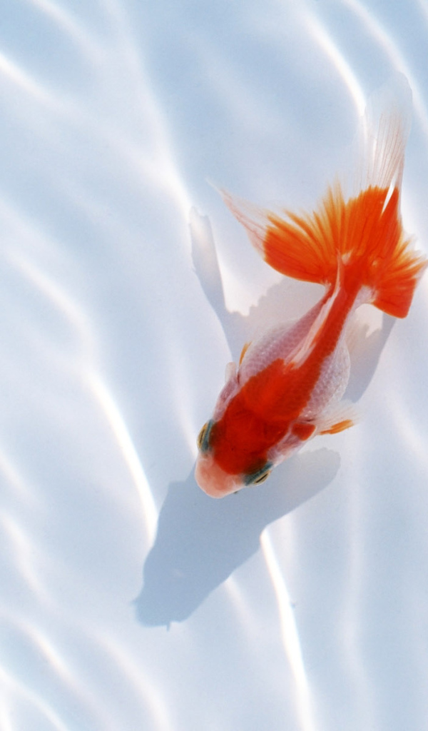 Красная рыбка