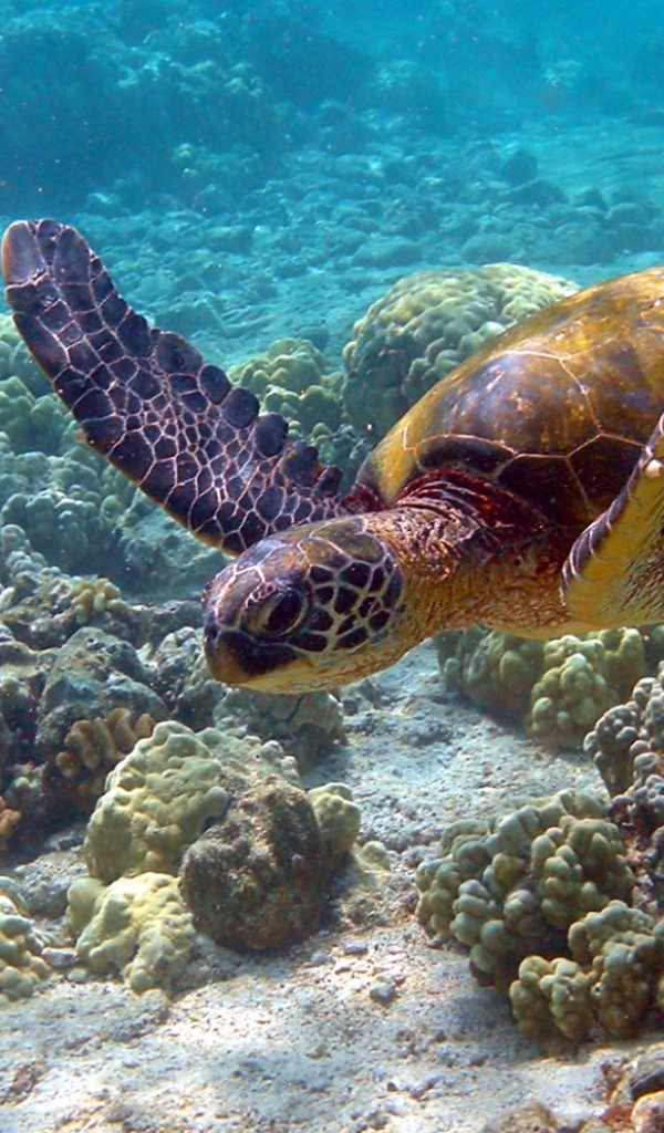 Морская черепаха