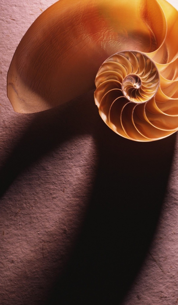 Морская ракушка