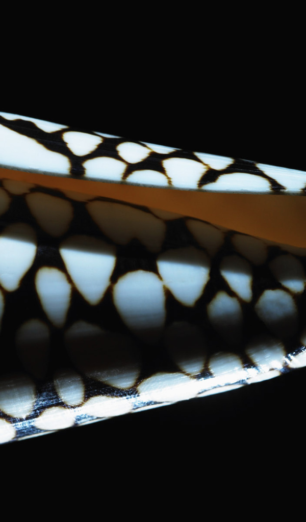 Морская ракушка