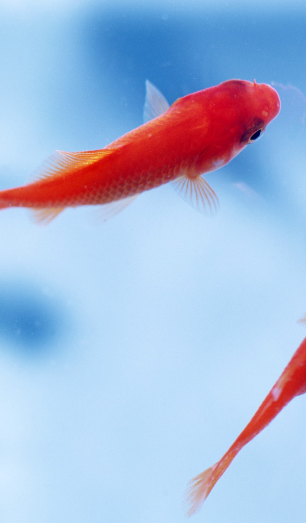 Маленькие рыбки