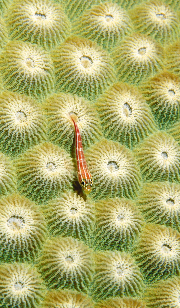 Маленький морской житель