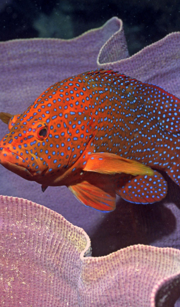 Пятнистая рыба