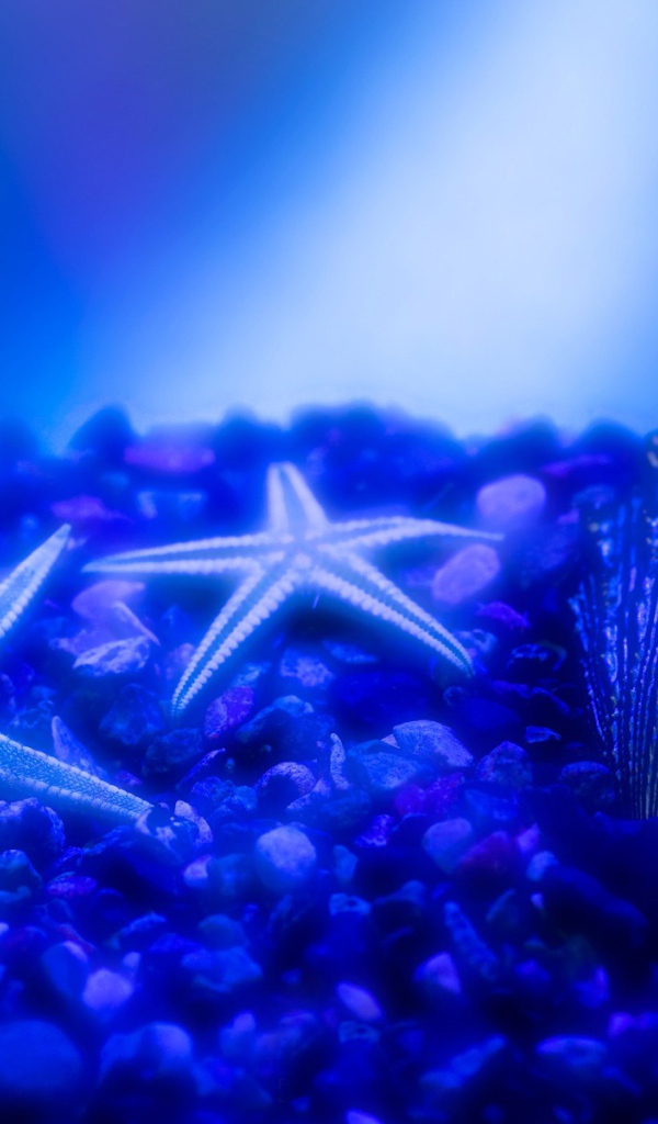 Морские звезды