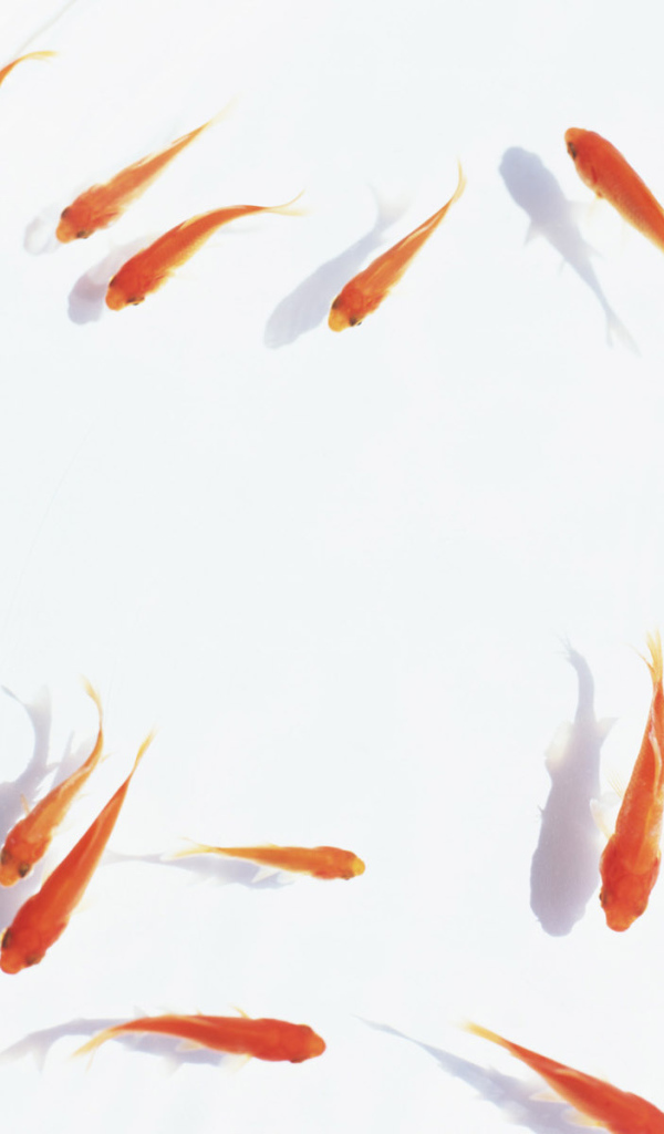 Аквариум с золотыми рыбками