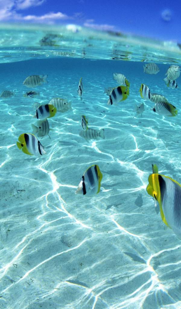 Морские обитатели