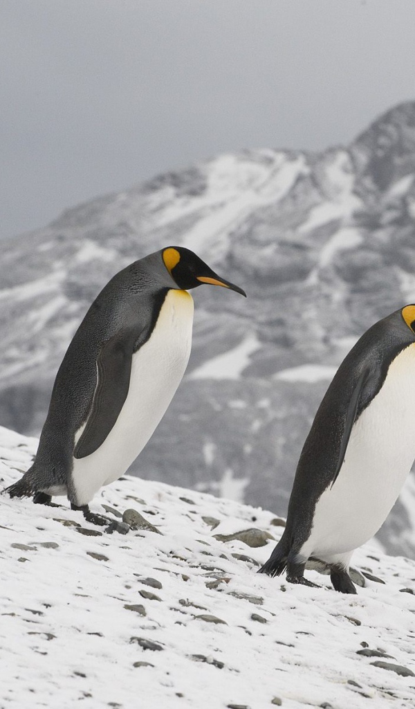 Семейка пингвинов