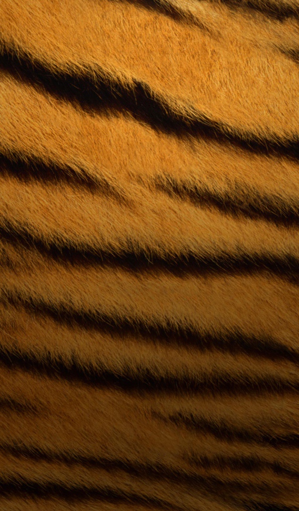 2010 год тигра