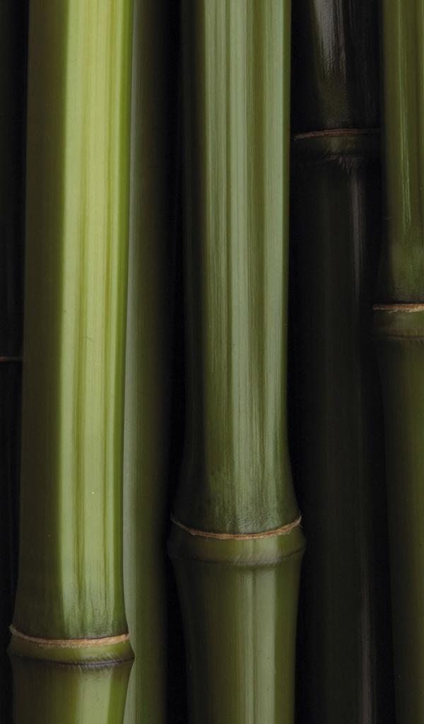 Бамбуковая текстура