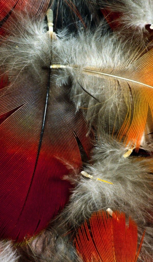 Красивые перья