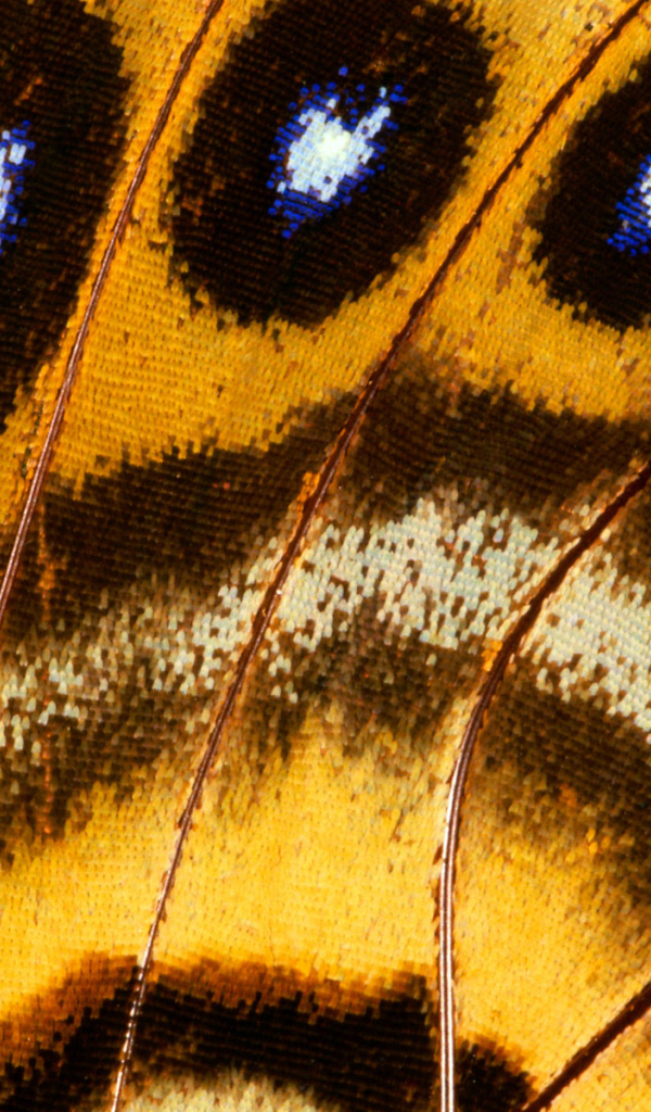 Перья павлина