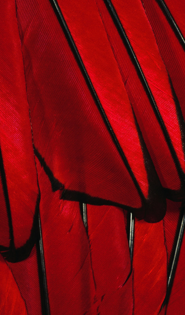 Красные перья