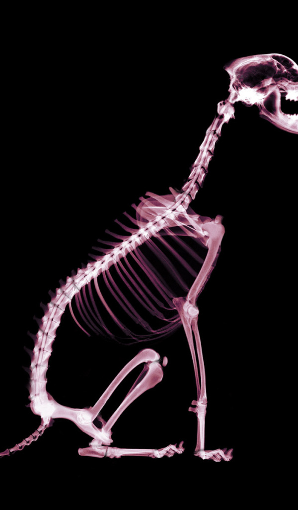Скелет собаки