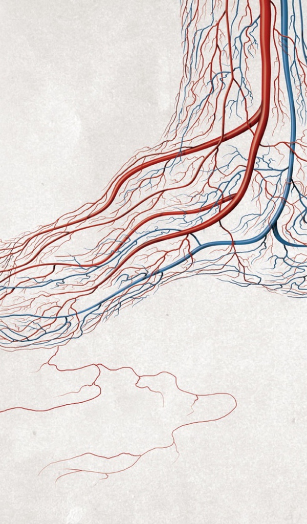 Кровеносные сосуды ноги