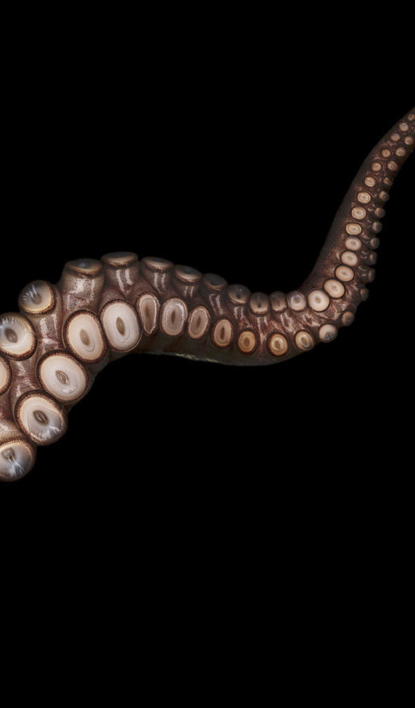 Щупальца осьминога