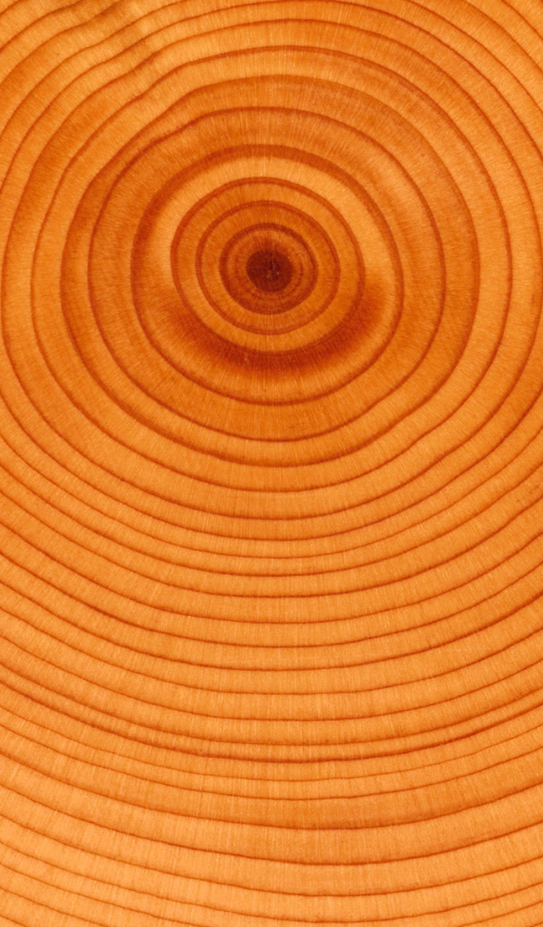 Текстура колец дерева
