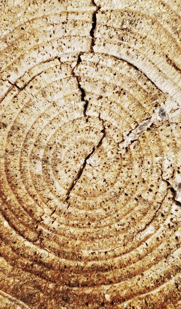 Кольца дерева