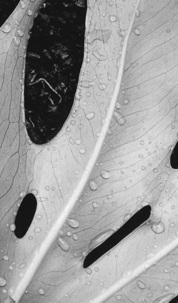 Влажный лист