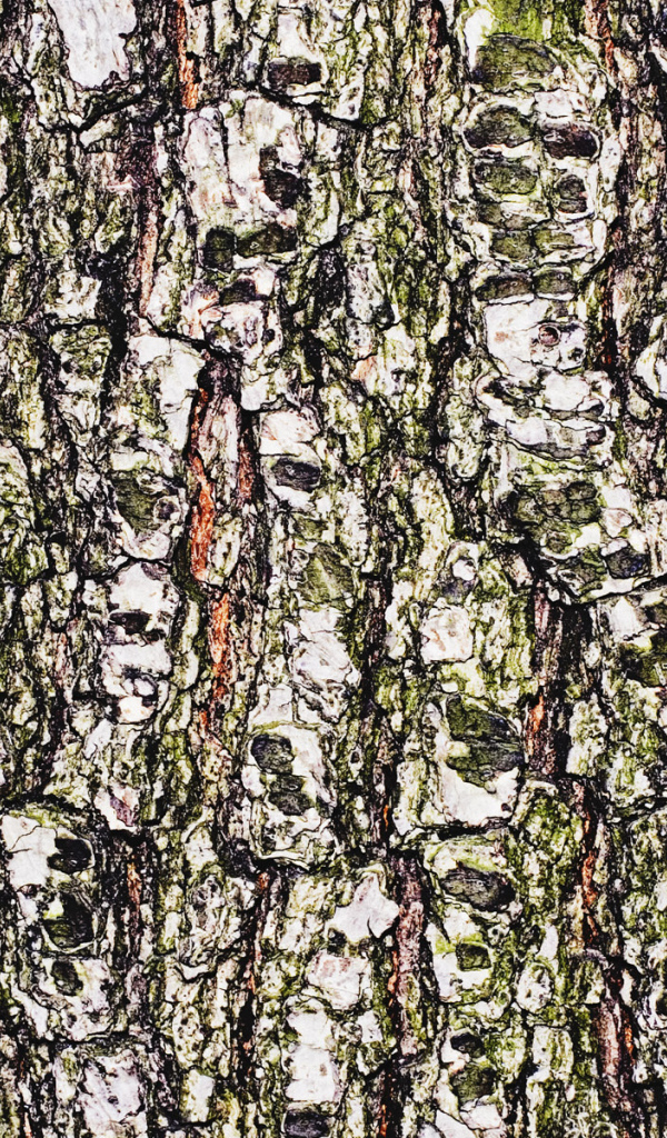 Древесная кора